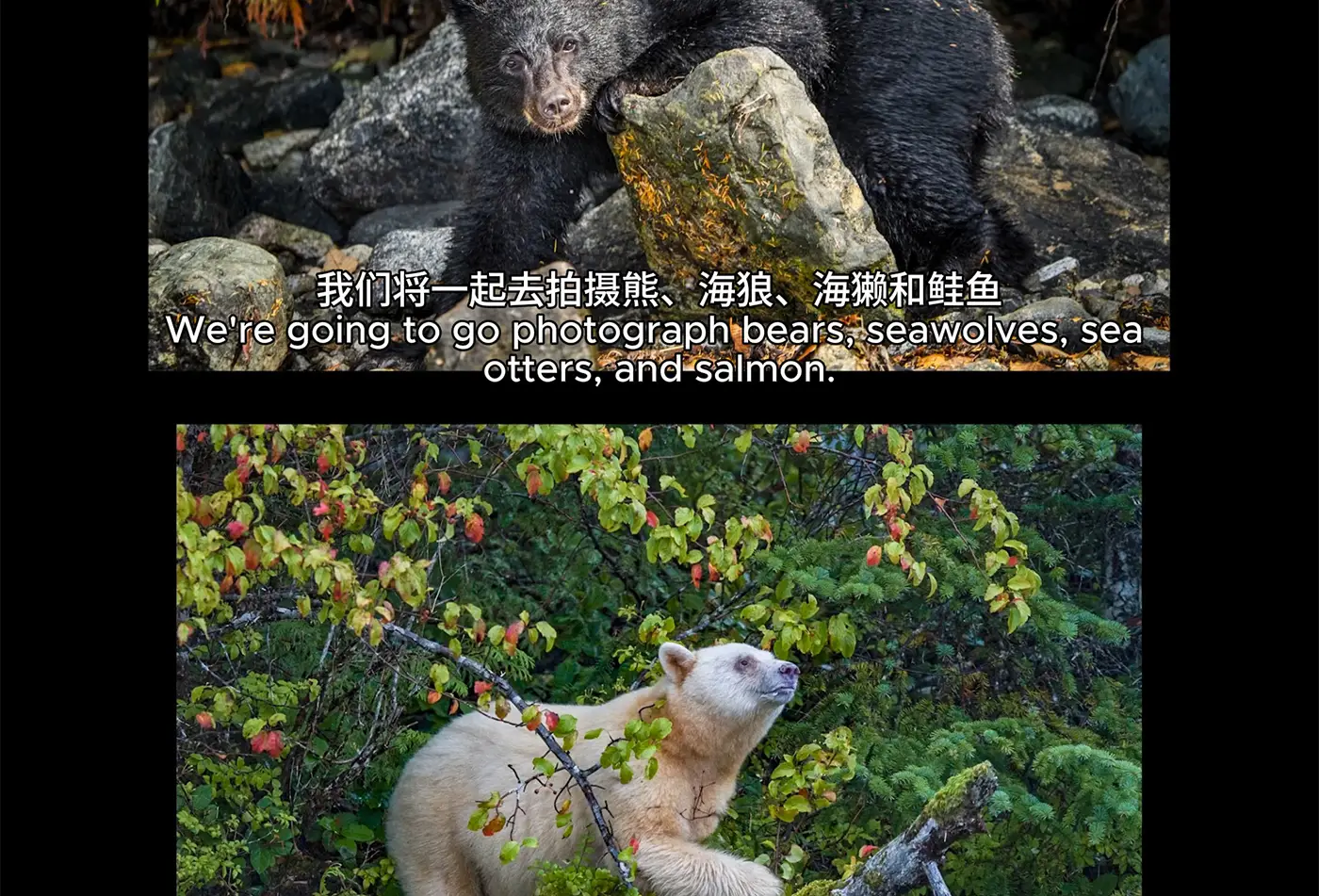图片[10]-摄影大师Paul Nicklen自然与野生动物摄影完整课程-独家精翻中英字幕