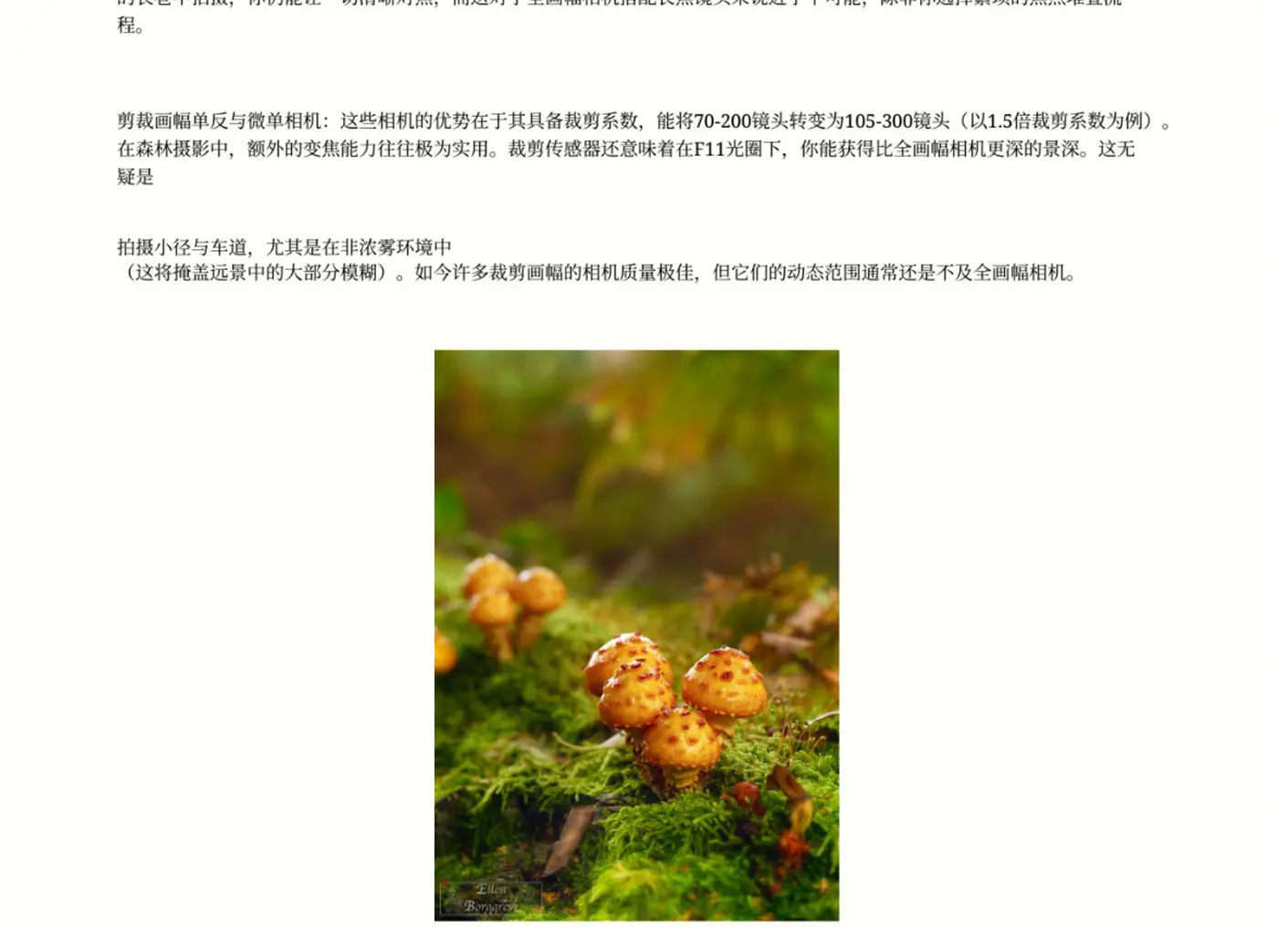 图片[14]-Ellen Borggreve – 森林摄影的魔力电子书-独家精翻PDF中文教程