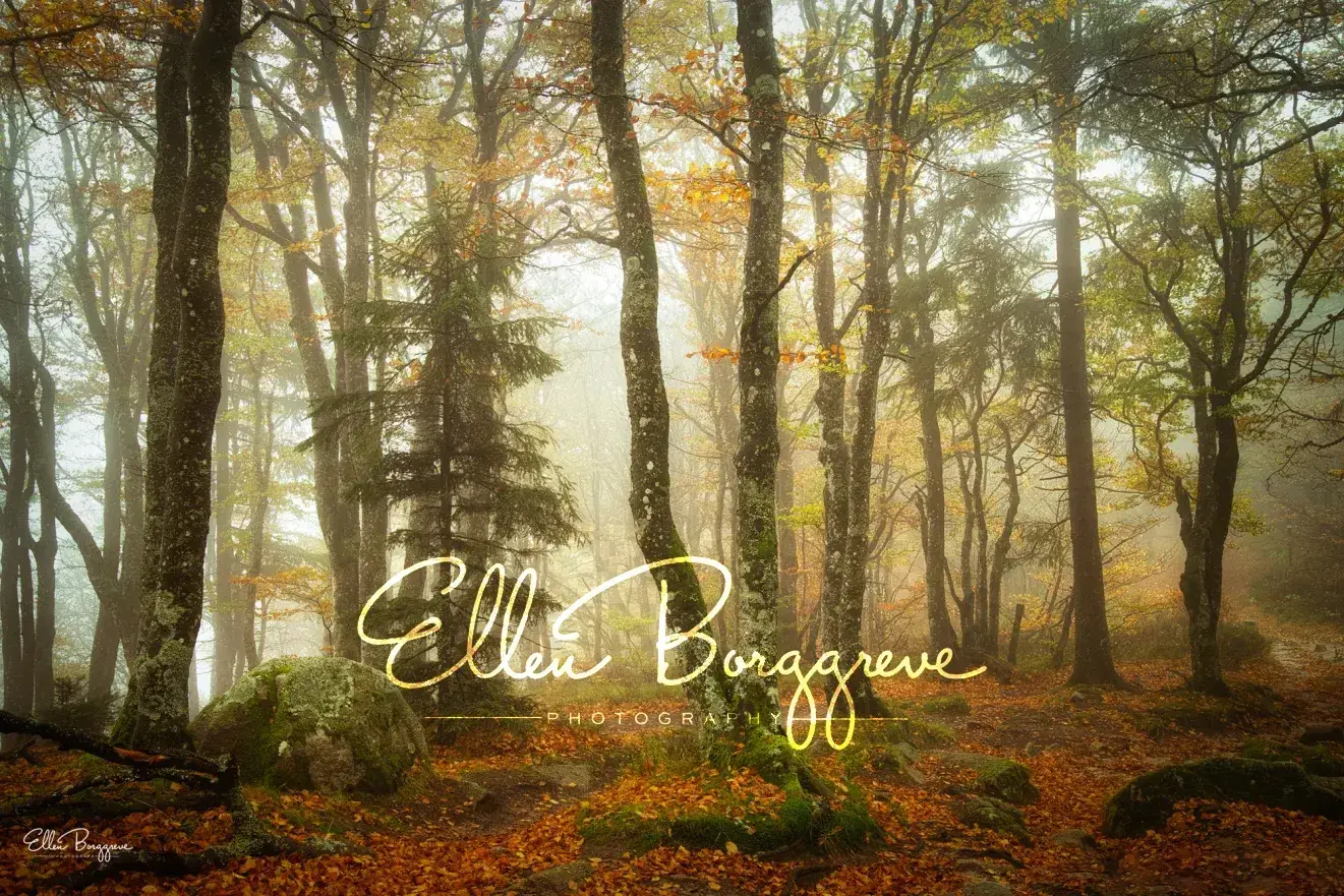 Ellen Borggreve – 森林摄影的魔力电子书-独家精翻PDF中文教程-美夕摄影