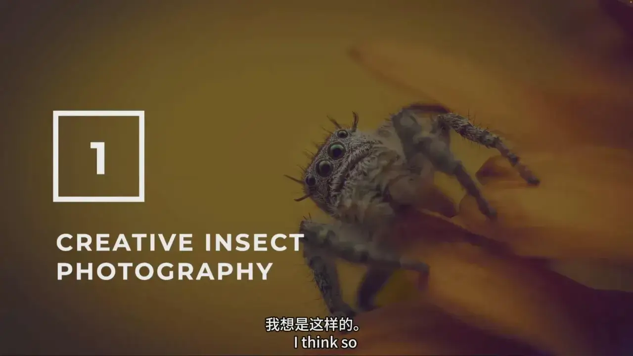 图片[11]-摄影师 Stewart Wood 捕捉昆虫微距摄影之旅教程-中英字幕