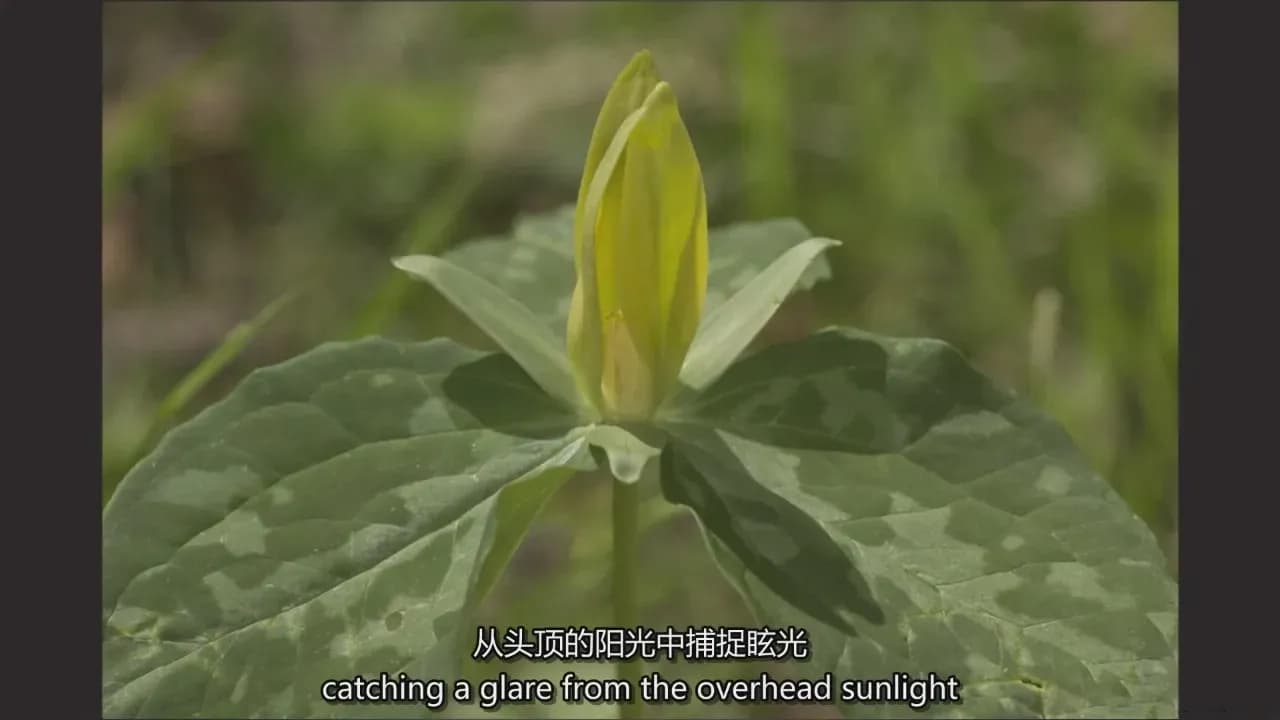 图片[4]-Adam Jones 掌握微距摄影对焦光线构图自然摄影完整教程-中英字幕