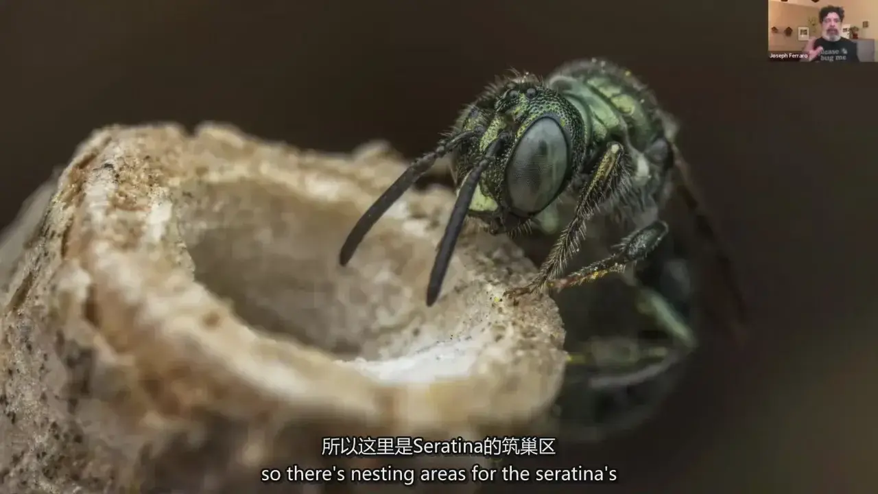 图片[5]-摄影师 Joseph Ferraro 宏观昆虫微距摄影完整指南教程-中英字幕