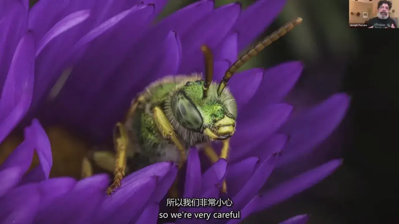 图片[7]-摄影师 Joseph Ferraro 宏观昆虫微距摄影完整指南教程-中英字幕