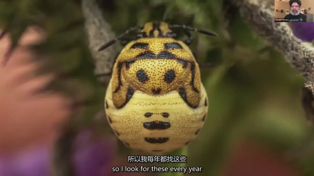 图片[8]-摄影师 Joseph Ferraro 宏观昆虫微距摄影完整指南教程-中英字幕
