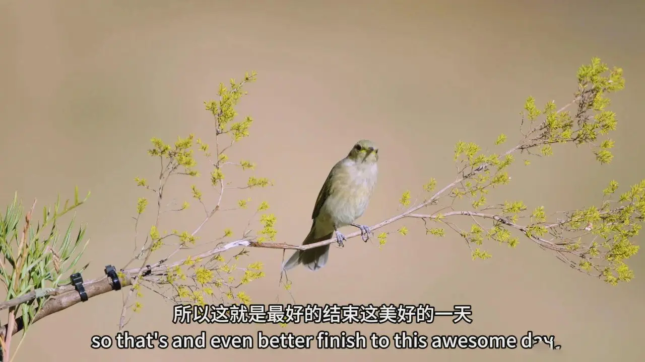 图片[9]-摄影师Jan Wegener - 鸟类摄影及后期处理大师班完整教程-中英字幕