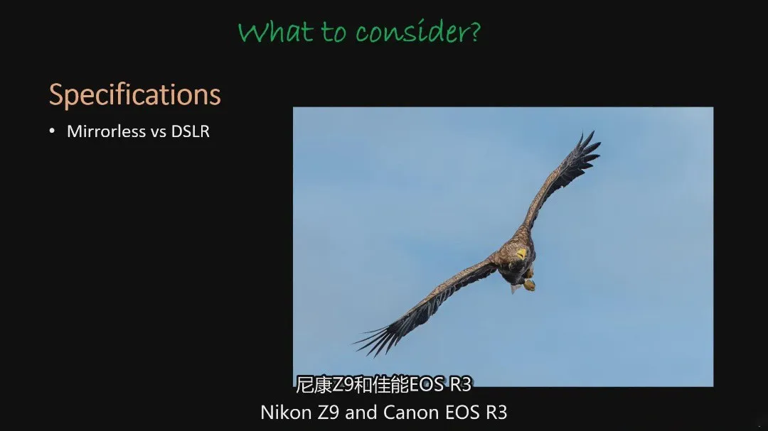 图片[9]-摄影师Paul McDougall 野生动物摄影初学者必备指南教程-中英字幕