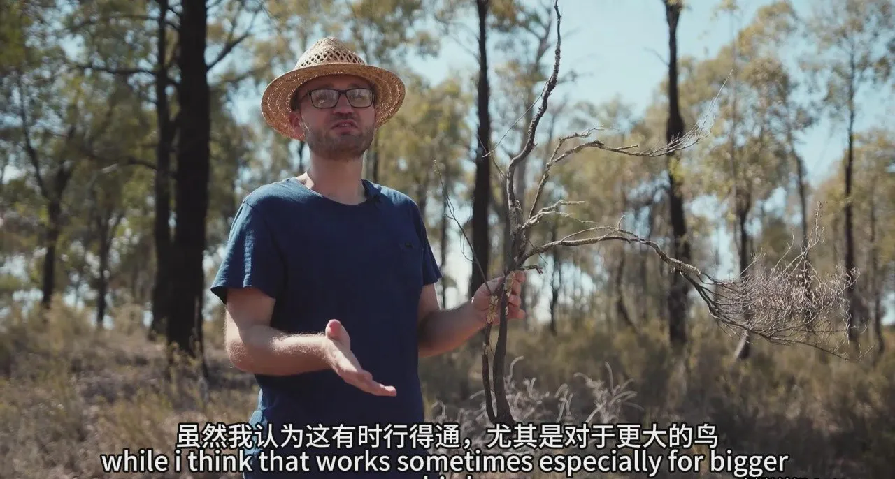 图片[2]-摄影师Jan Wegener - 鸟类摄影及后期处理大师班完整教程-中英字幕