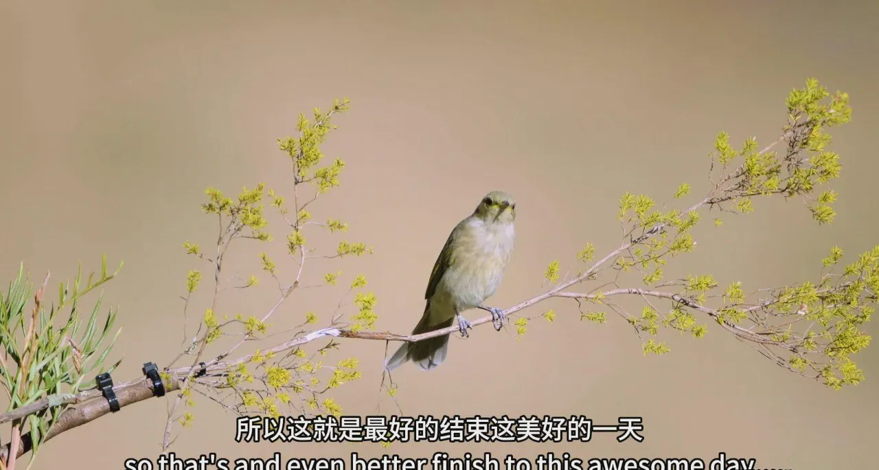 图片[7]-摄影师Jan Wegener - 鸟类摄影及后期处理大师班完整教程-中英字幕