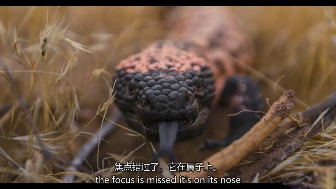 图片[8]-摄影师Reuben Clarke如何拍摄野生动物肖像摄影教程-中英字幕