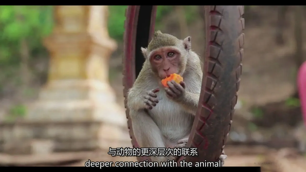 图片[9]-摄影师Reuben Clarke如何拍摄野生动物肖像摄影教程-中英字幕