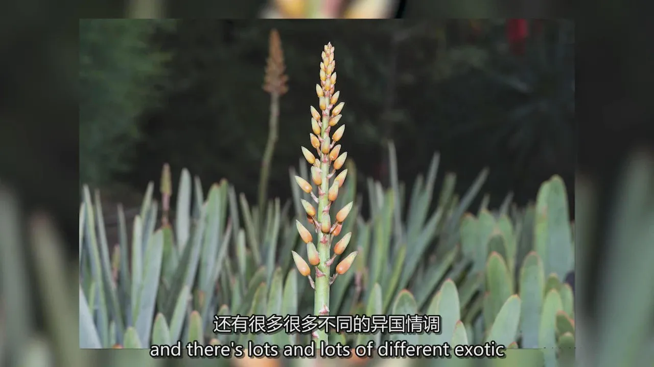 图片[4]-KelbyOne - 动物园爬行动物摄影及鸟类的摄影艺术教程-中英字幕