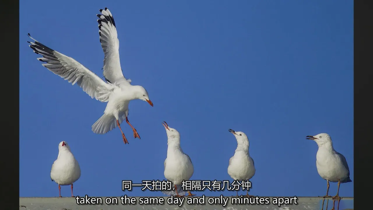 图片[2]-Nic Van Oudtshoorn 让野生动物摄影和鸟类摄影变得简单教程-中英字幕