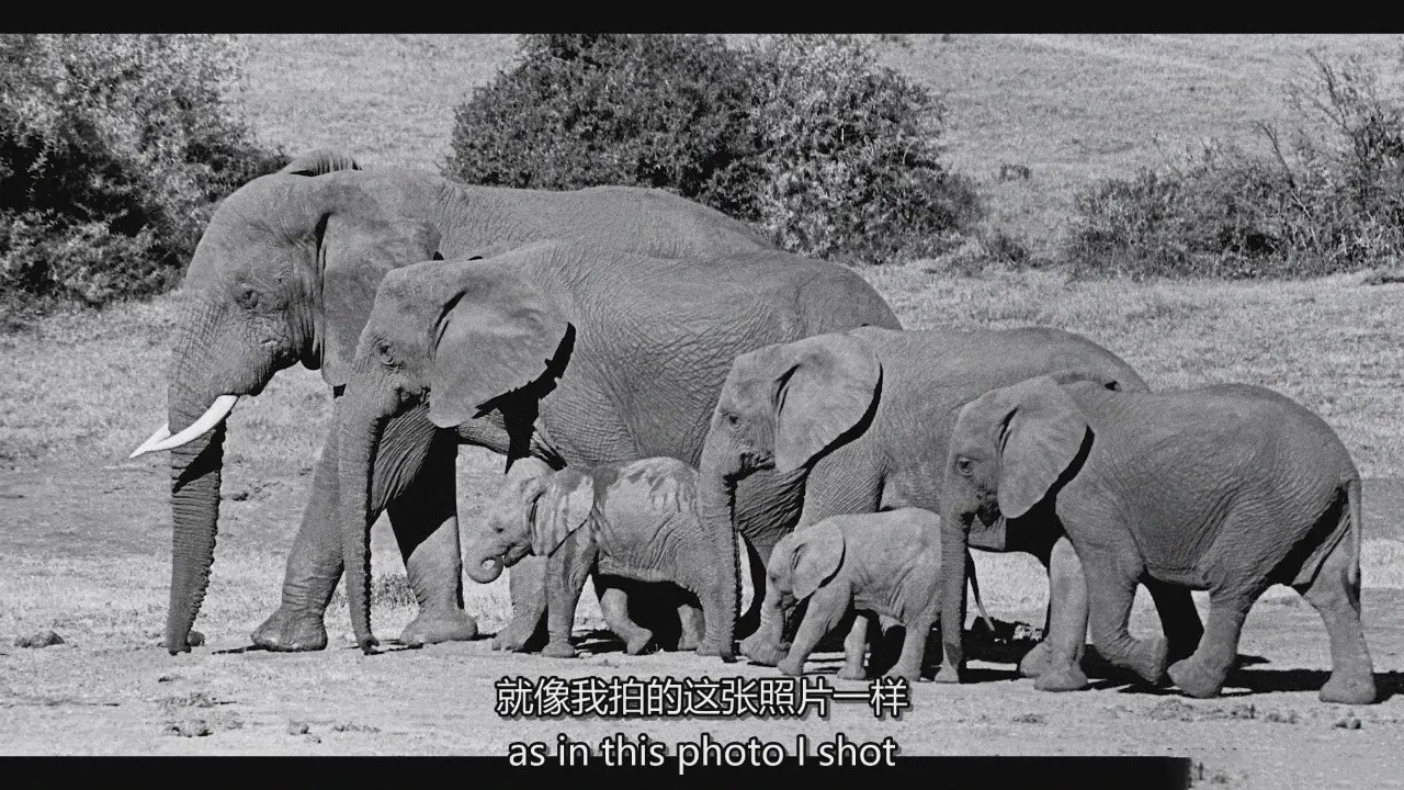 图片[5]-Nic Van Oudtshoorn 让野生动物摄影和鸟类摄影变得简单教程-中英字幕