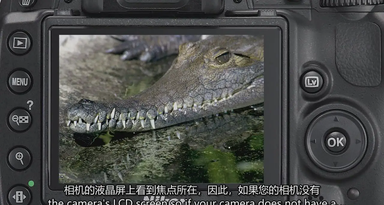 图片[3]-掌握特写和昆虫微距摄影以及焦点堆叠后期完整指南教程-中英字幕-美夕摄影