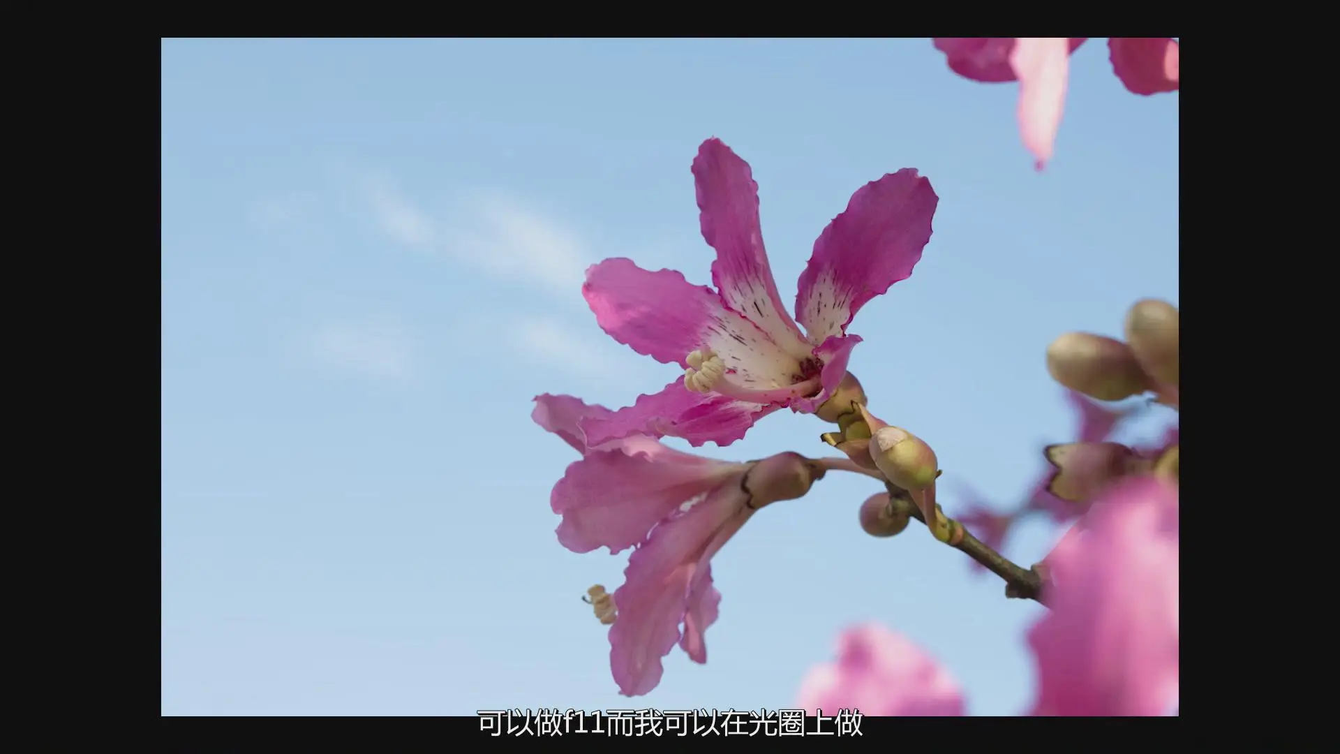 图片[3]-KelbyOne - Jackie Kramer掌握花卉微距艺术摄影教程-中文字幕