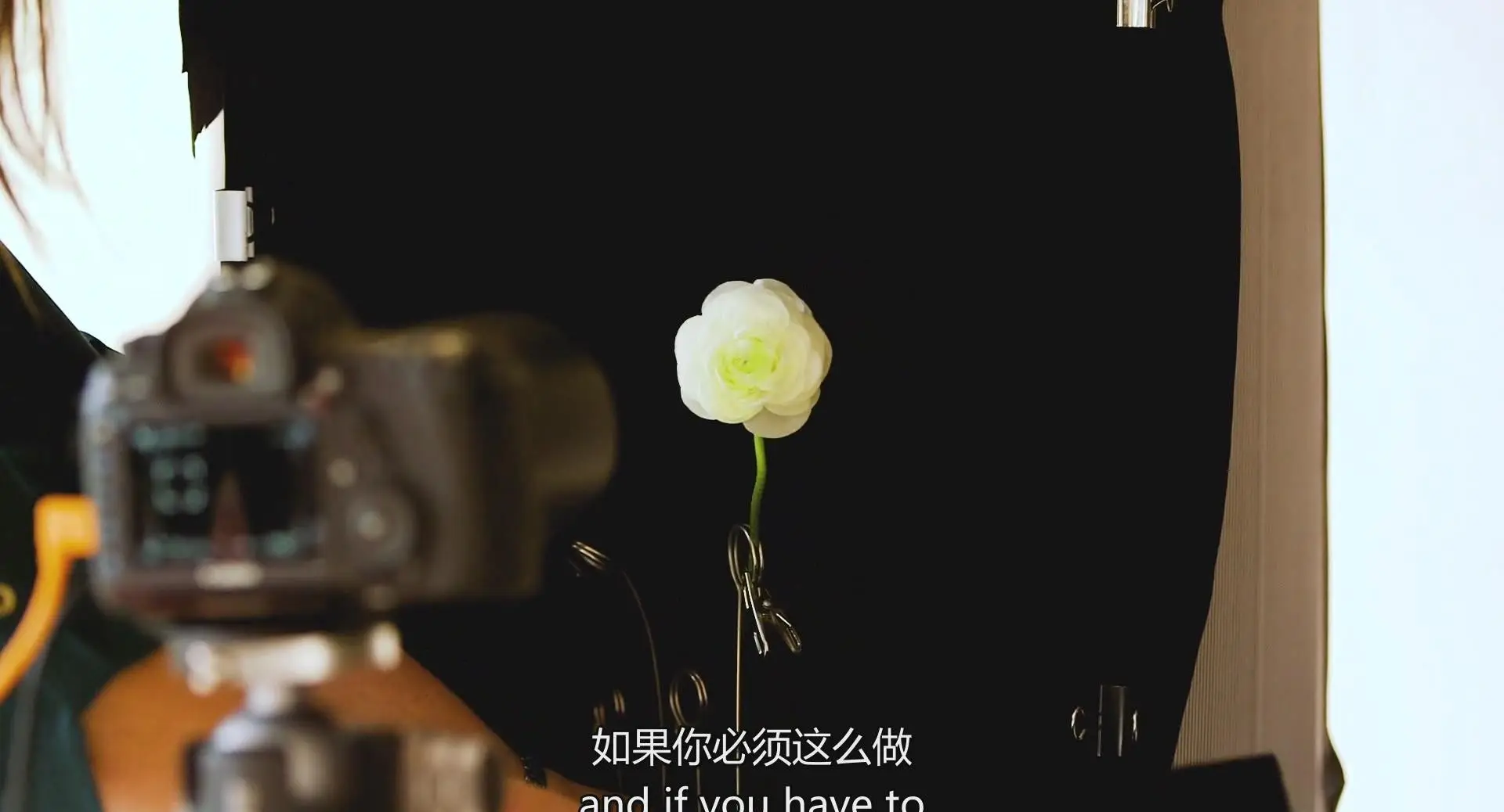 图片[3]-KelbyOne-令人惊叹的花卉植物图像摄影完整指南教程-中英字幕