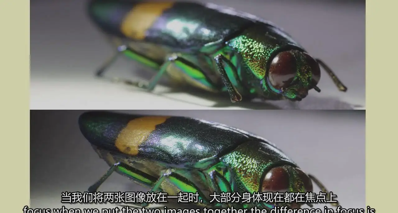 图片[4]-掌握特写和昆虫微距摄影以及焦点堆叠后期完整指南教程-中英字幕-美夕摄影