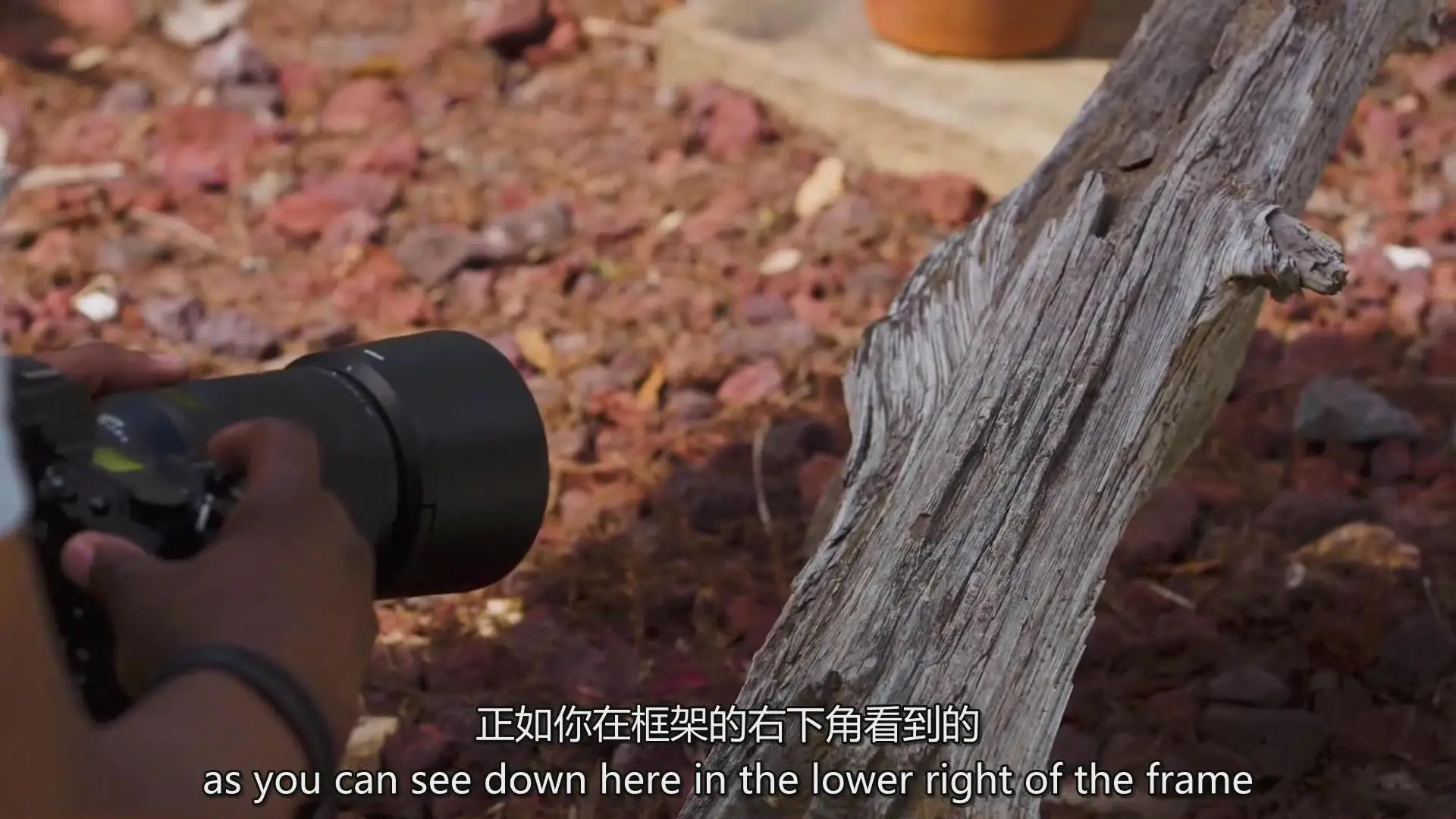 图片[4]-KelbyOne – 从头到尾探索植物微距摄影完整指南教程-中英字幕