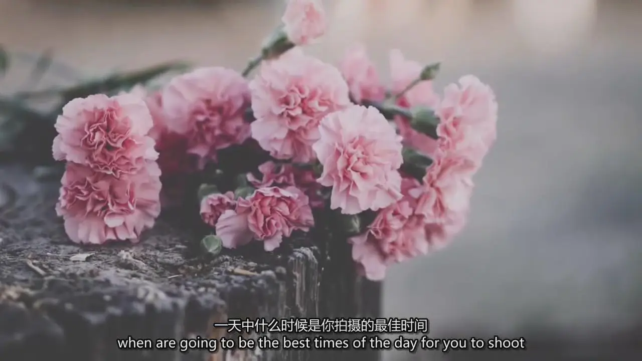 图片[6]-Carolyn Watson精美静物花卉产品摄影及后期完整教程-中英字幕-美夕摄影