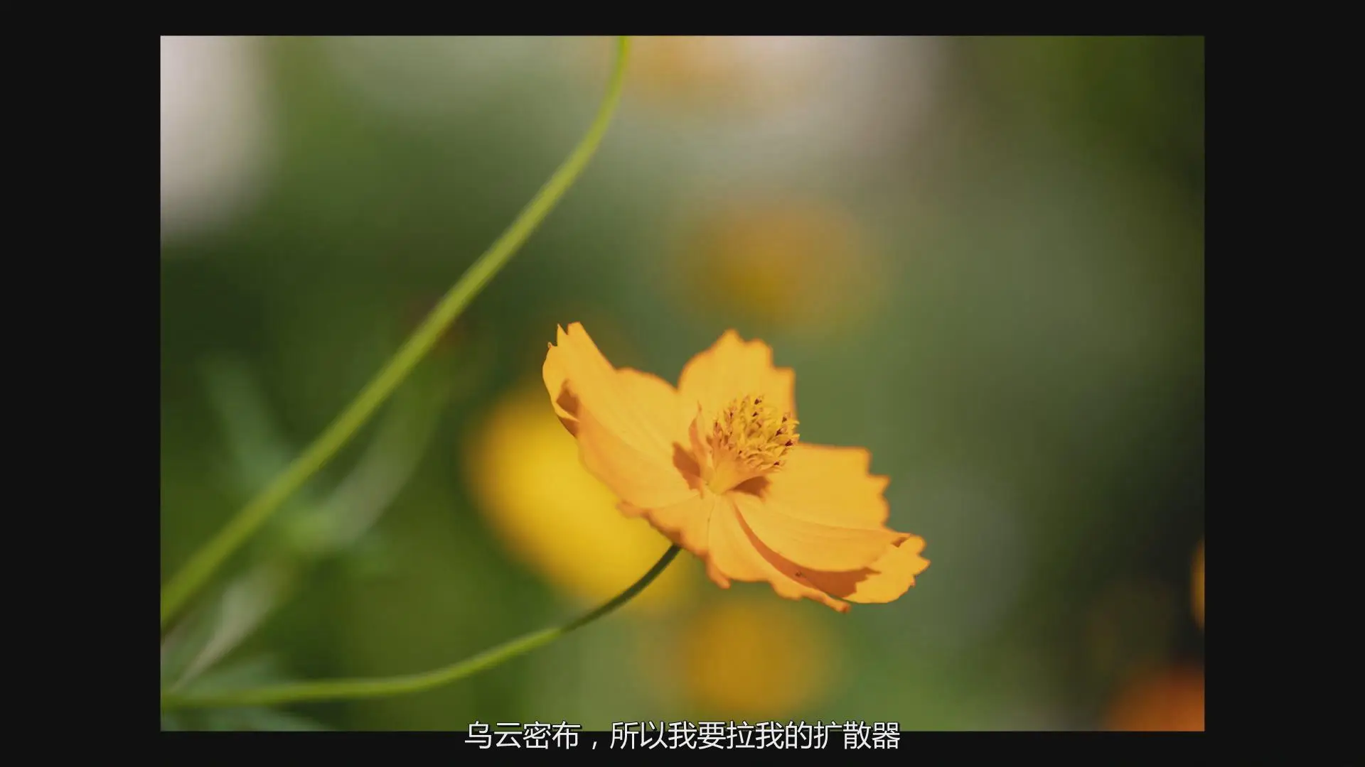 图片[6]-KelbyOne - Jackie Kramer掌握花卉微距艺术摄影教程-中文字幕