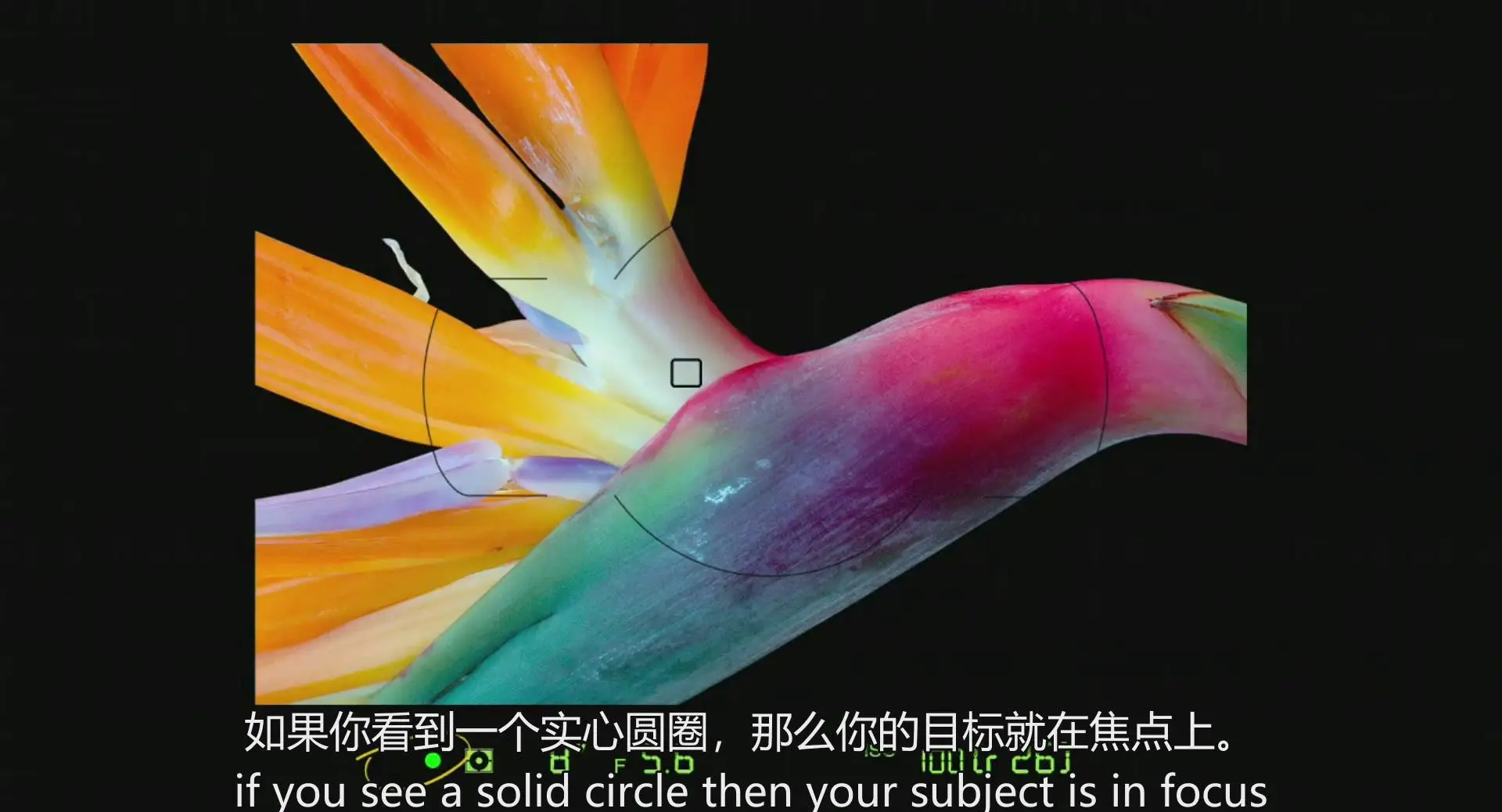 图片[6]-kelbyone–Larry Becker充分掌握尼康D800指南教程-中英字幕