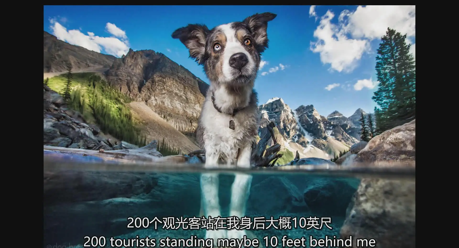 图片[6]-KelbyOne – Kaylee Greer宠物狗创意摄影完整指南教程-中英字幕
