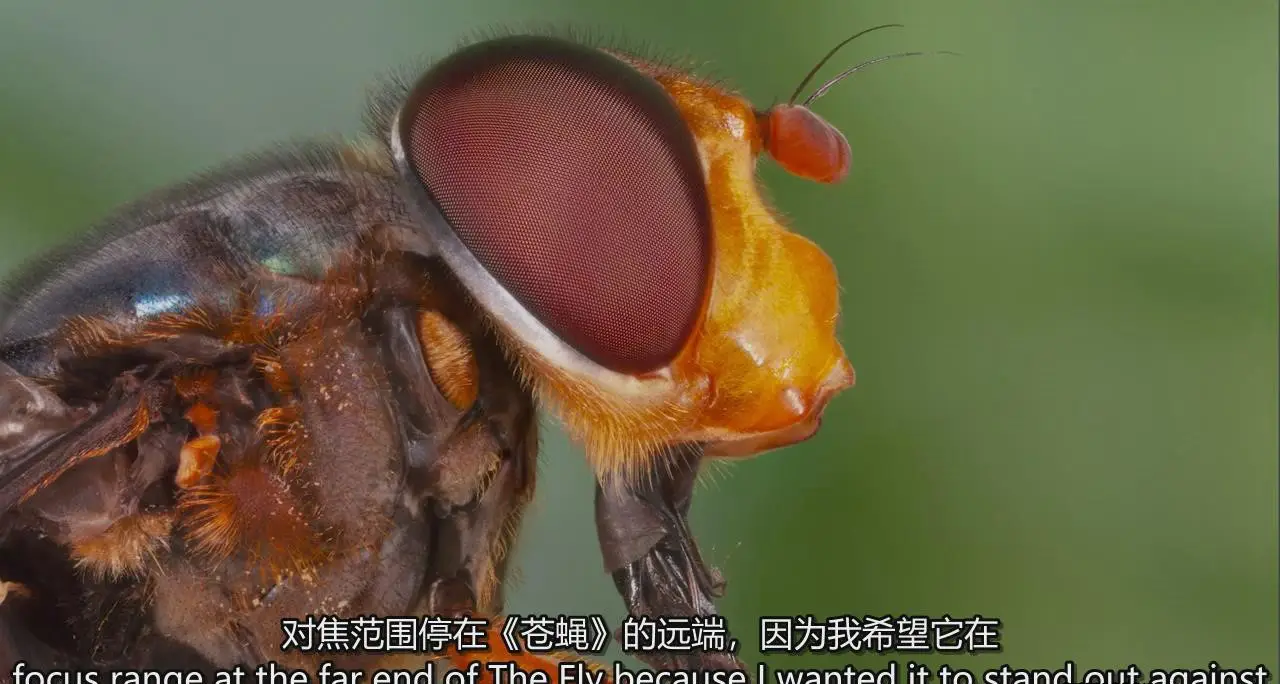 图片[7]-掌握特写和昆虫微距摄影以及焦点堆叠后期完整指南教程-中英字幕-美夕摄影
