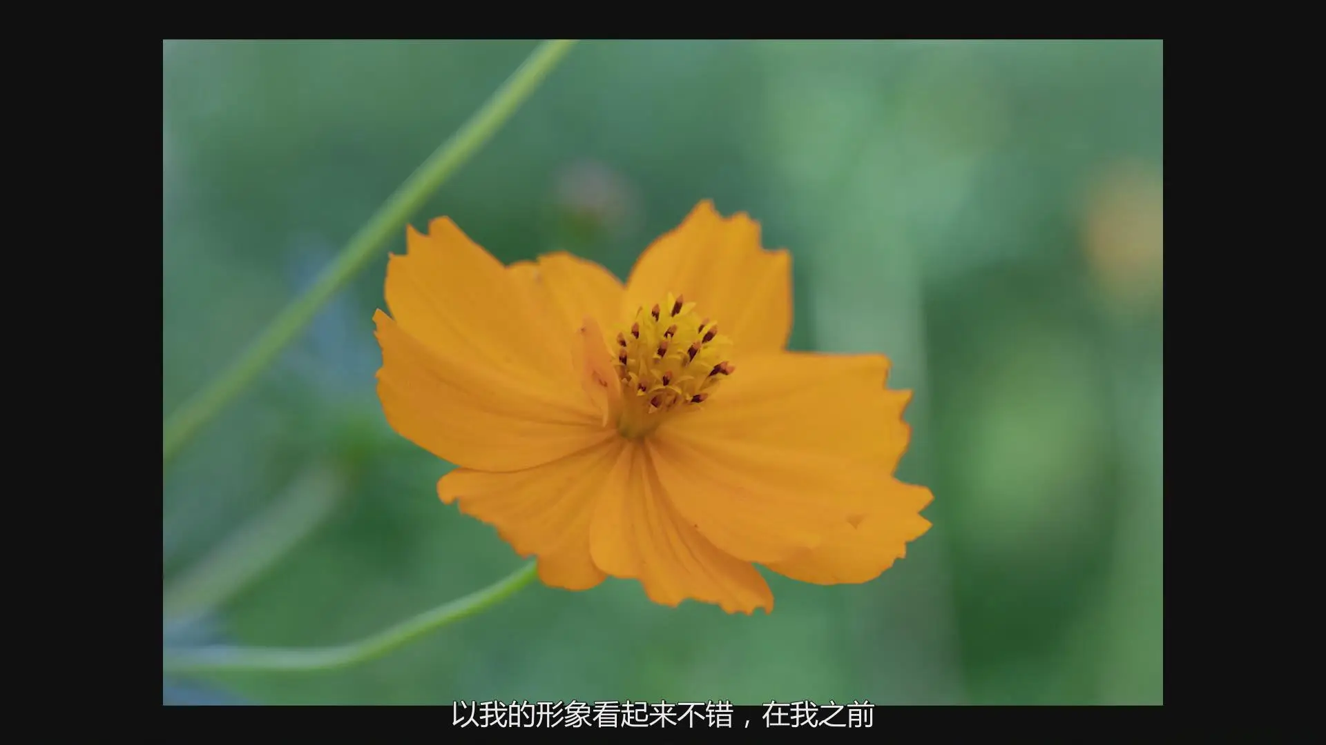 图片[8]-KelbyOne - Jackie Kramer掌握花卉微距艺术摄影教程-中文字幕