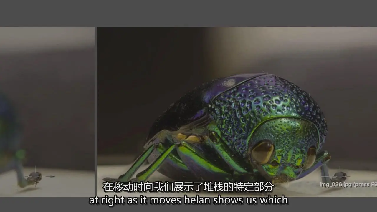 图片[9]-掌握特写和昆虫微距摄影以及焦点堆叠后期完整指南教程-中英字幕-美夕摄影