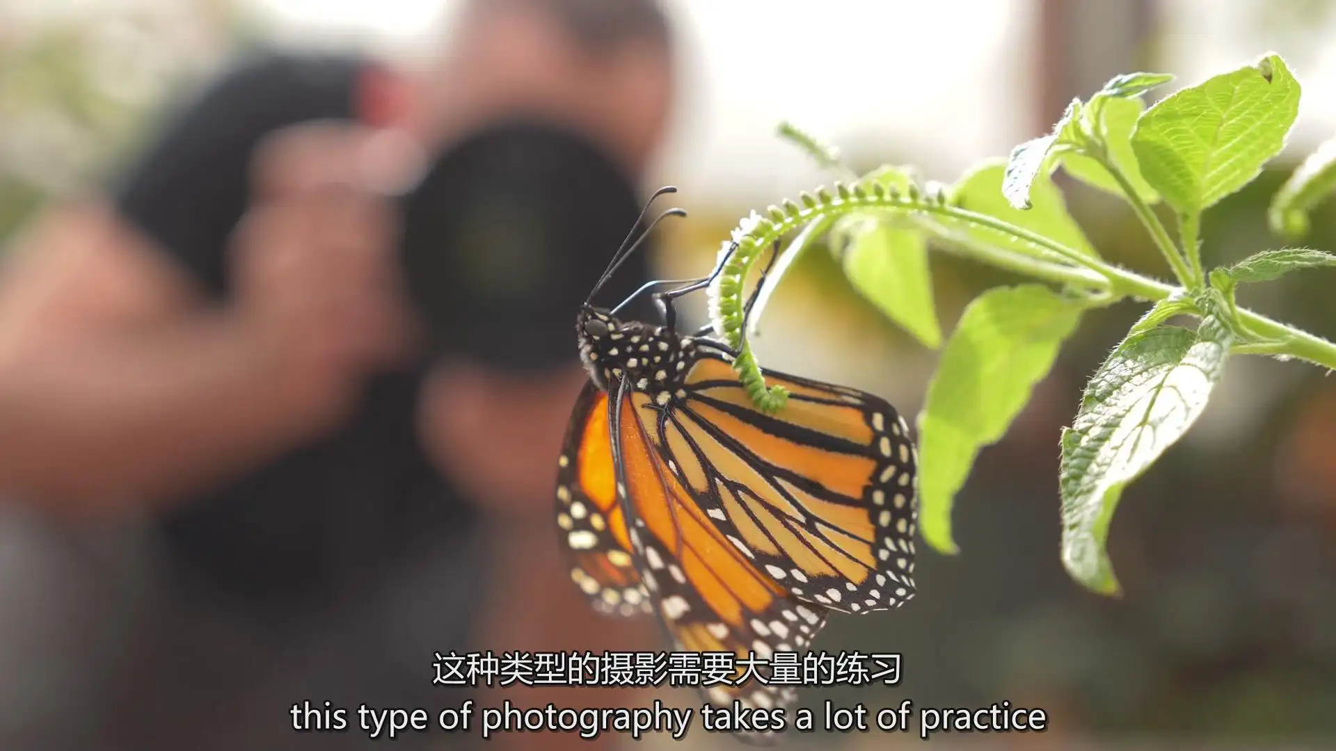 图片[7]-Fstoppers-Andres Moline掌握微距摄影拍摄教程-独家精翻中英字幕