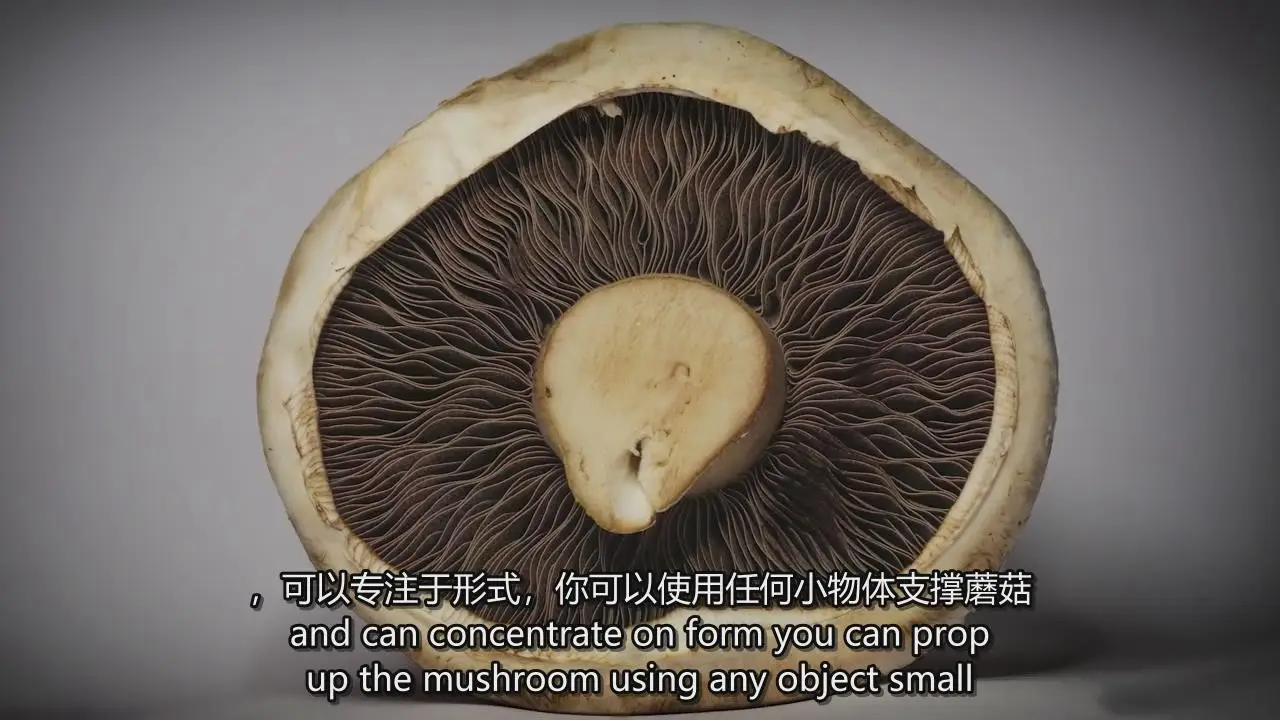 图片[10]-掌握特写和昆虫微距摄影以及焦点堆叠后期完整指南教程-中英字幕-美夕摄影