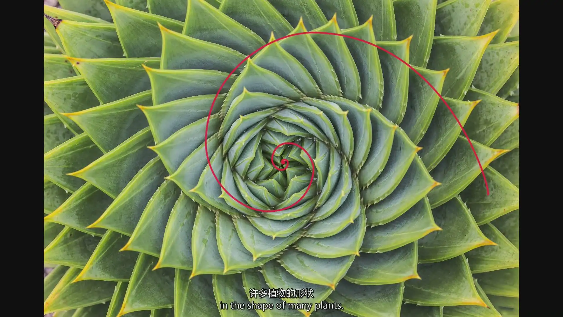 图片[10]-摄影师August Dering掌握摄影构图高质量图像构成完整教程-中英字幕-美夕摄影