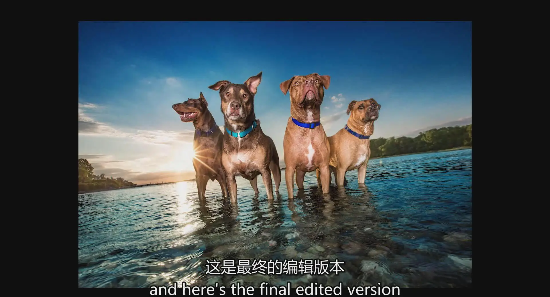 图片[10]-KelbyOne – Kaylee Greer宠物狗创意摄影完整指南教程-中英字幕
