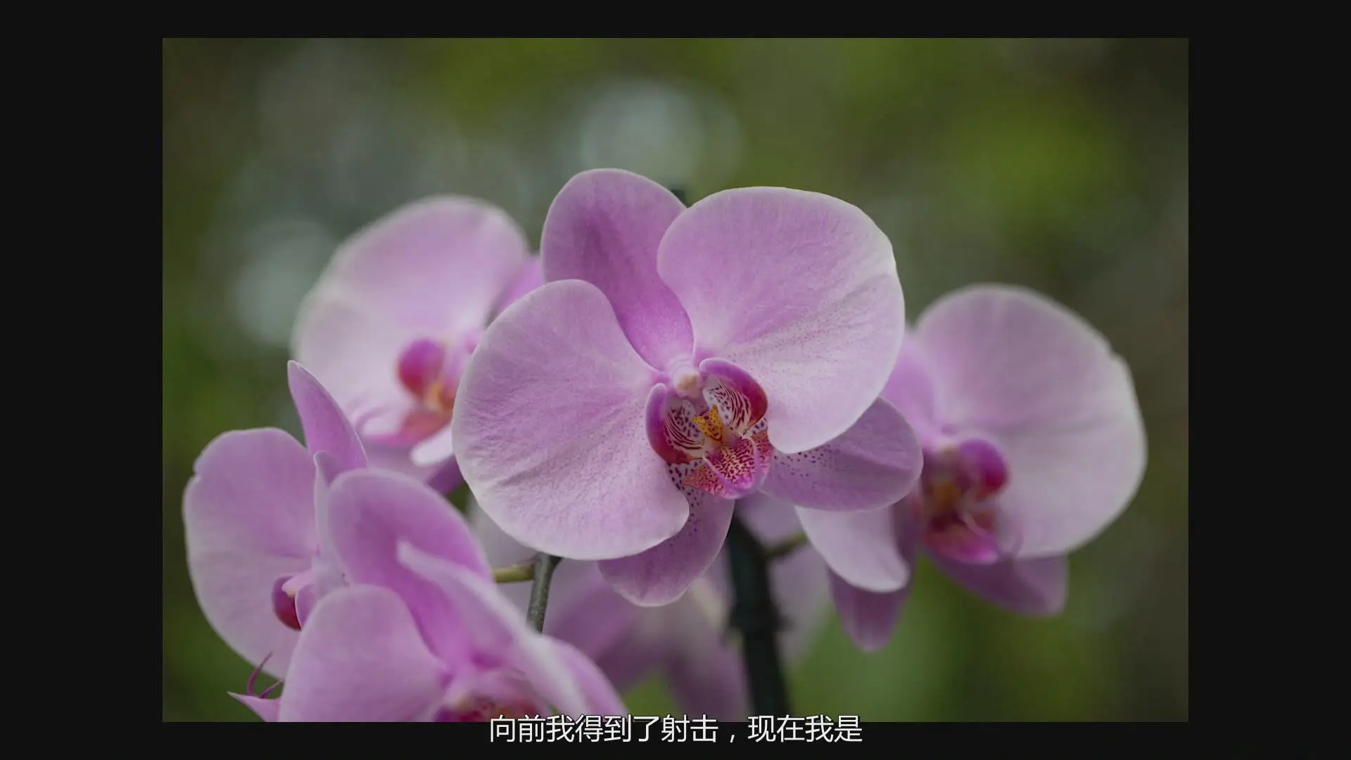图片[11]-KelbyOne - Jackie Kramer掌握花卉微距艺术摄影教程-中文字幕