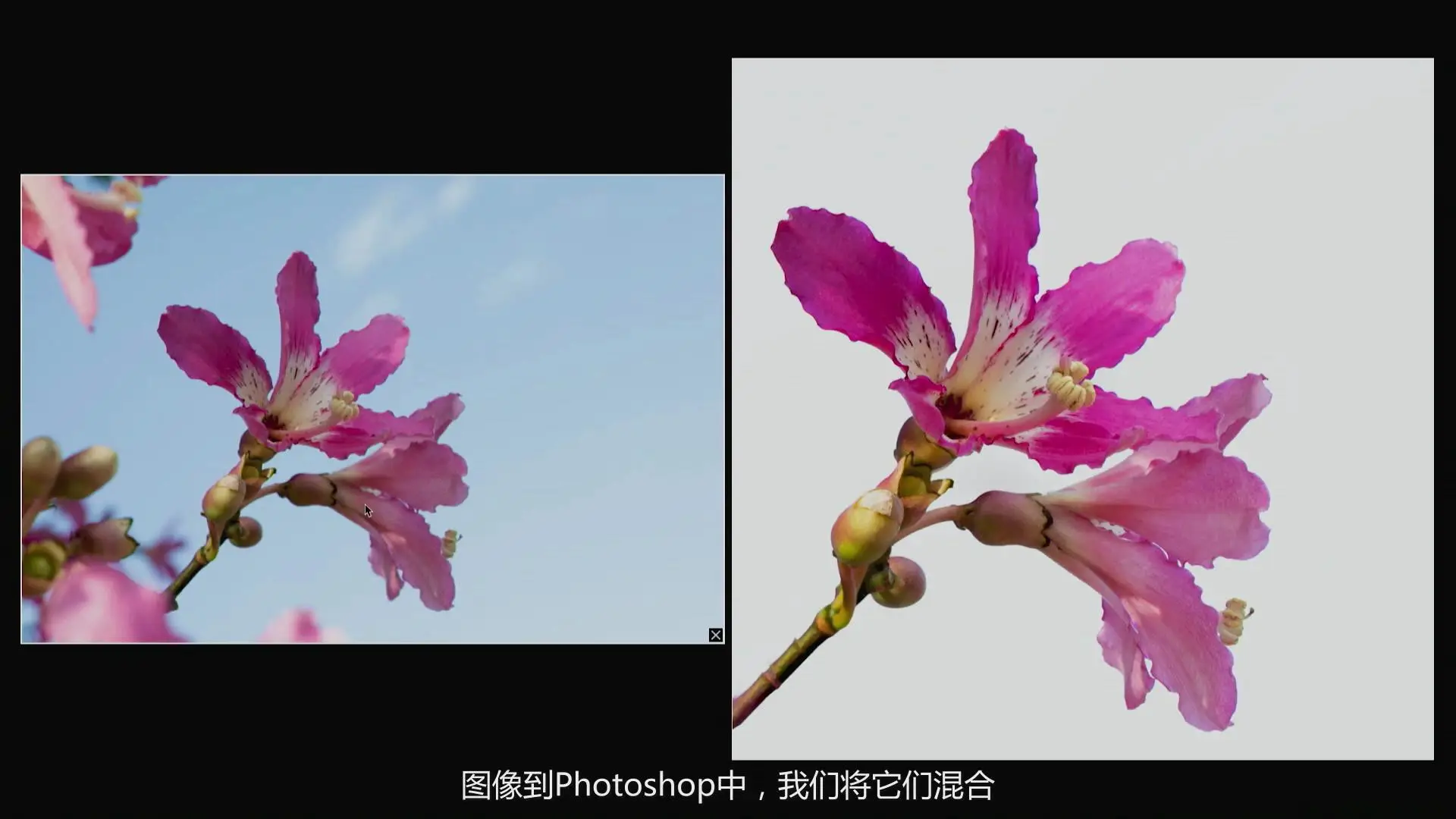 图片[12]-KelbyOne - Jackie Kramer掌握花卉微距艺术摄影教程-中文字幕