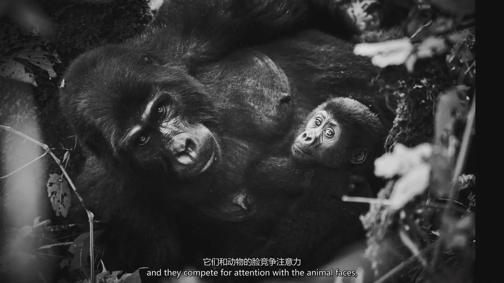 图片[13]-摄影师August Dering掌握摄影构图高质量图像构成完整教程-中英字幕-美夕摄影