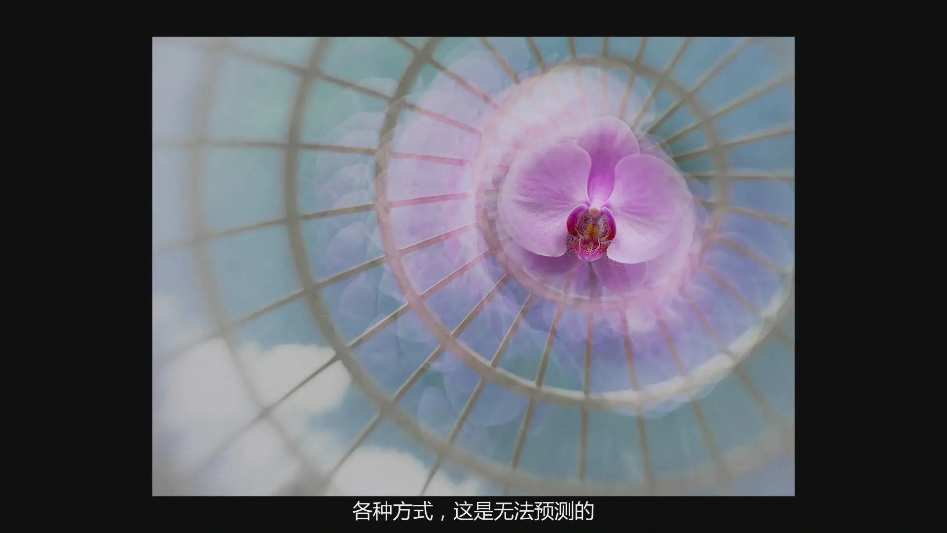 图片[13]-KelbyOne - Jackie Kramer掌握花卉微距艺术摄影教程-中文字幕