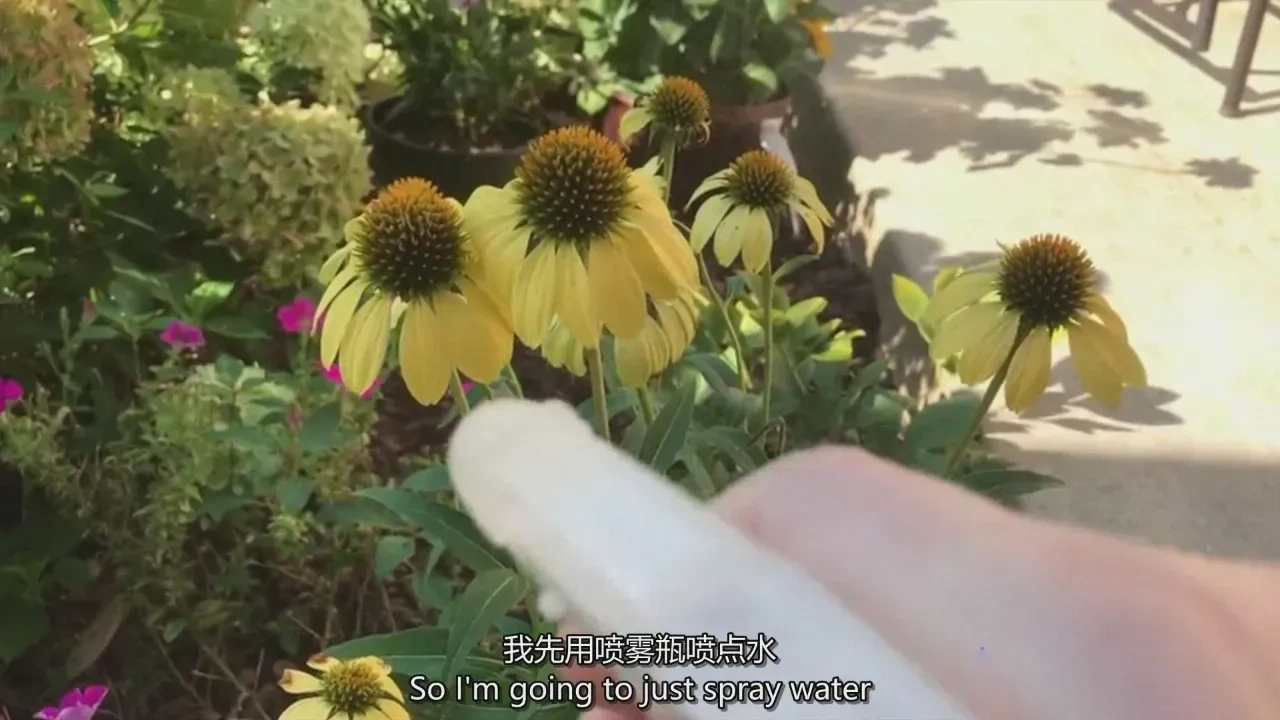 图片[6]-Lenslab静物摄影教程-花卉创意静物摄影教程-独家精翻中英字幕-美夕摄影